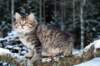 eunike9weeks4_small.jpg