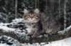 eunike9weeks7_small.jpg
