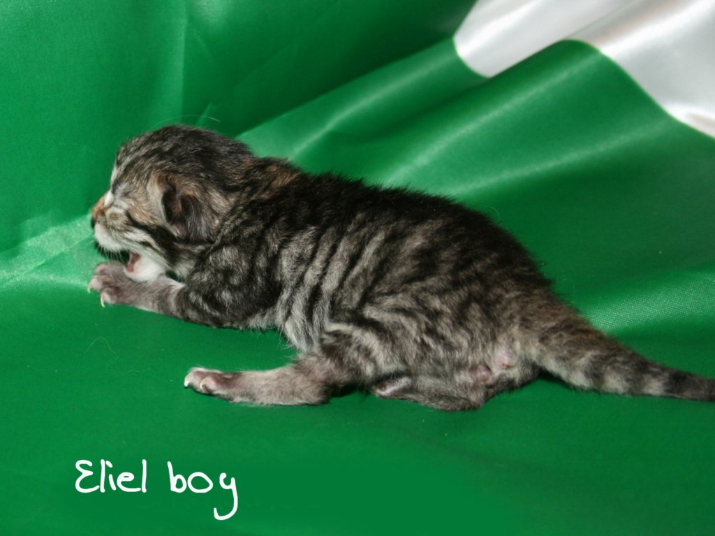 elielboy7.jpg