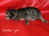eunikegirlmackerel10_small.jpg