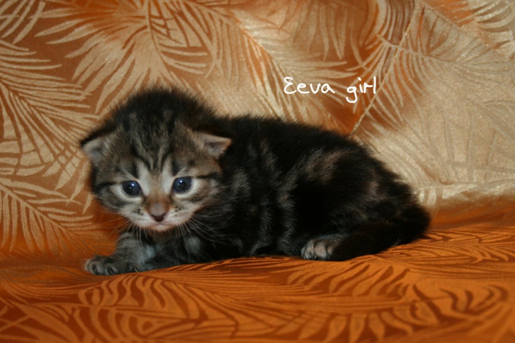eeva.jpg