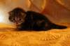 img_2691_small.jpg