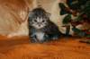 img_2706_small.jpg