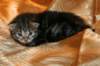 img_2715_small.jpg