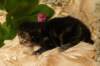 eevabrownclassictabbygirlsibn2210_small.jpg