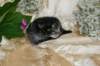 eevabrownclassictabbygirlsibn2211_small.jpg