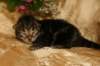 eevabrownclassictabbygirlsibn222_small.jpg