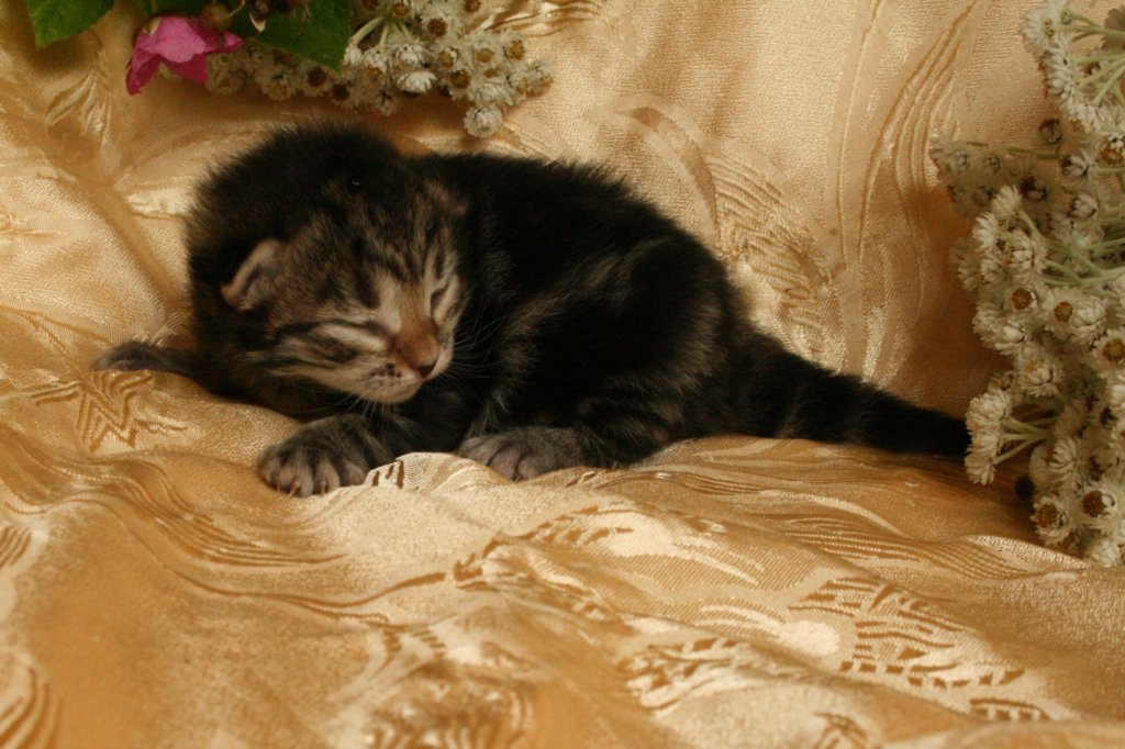 eevabrownclassictabbygirlsibn223.jpg