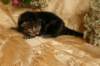 eevabrownclassictabbygirlsibn224_small.jpg