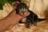 eevabrownclassictabbygirlsibn225_small.jpg