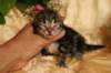 eevabrownclassictabbygirlsibn226_small.jpg