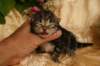 eevabrownclassictabbygirlsibn227_small.jpg