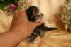 eevabrownclassictabbygirlsibn228_small.jpg