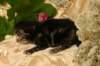 eevabrownclassictabbygirlsibn229_small.jpg