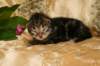 img_1783_small.jpg