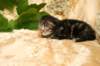 img_1786_small.jpg