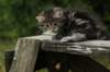 img_5285_small.jpg