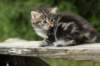 img_5355_small.jpg