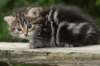 img_5363_small.jpg