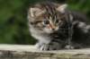 img_5371_small.jpg