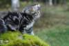 img_6912_small.jpg