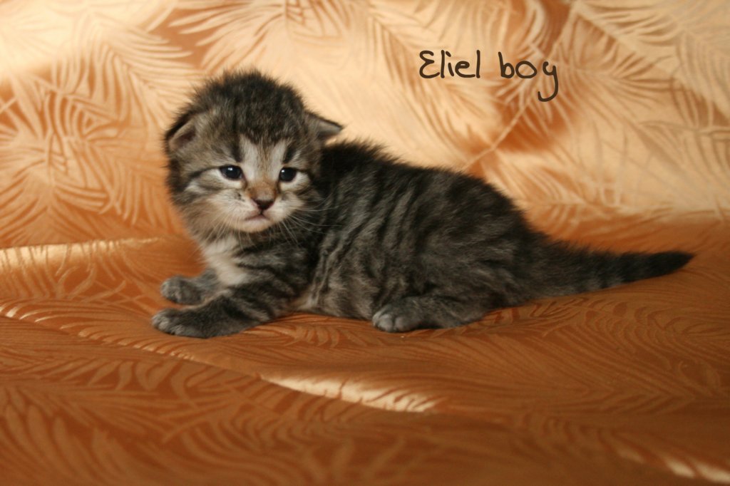 eliel.jpg