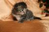 img_2542_small.jpg