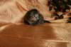 img_2550_small.jpg