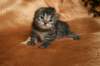 img_2571_small.jpg
