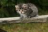 img_5421_small.jpg