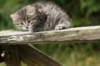 img_5423_small.jpg