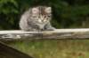 img_5486_small.jpg