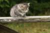 img_5487_small.jpg