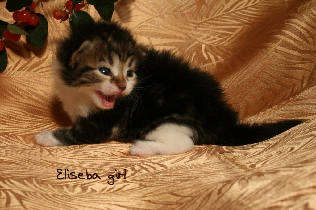 eliseba.jpg