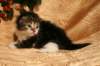 img_2432_small.jpg