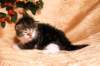 img_2435_small.jpg