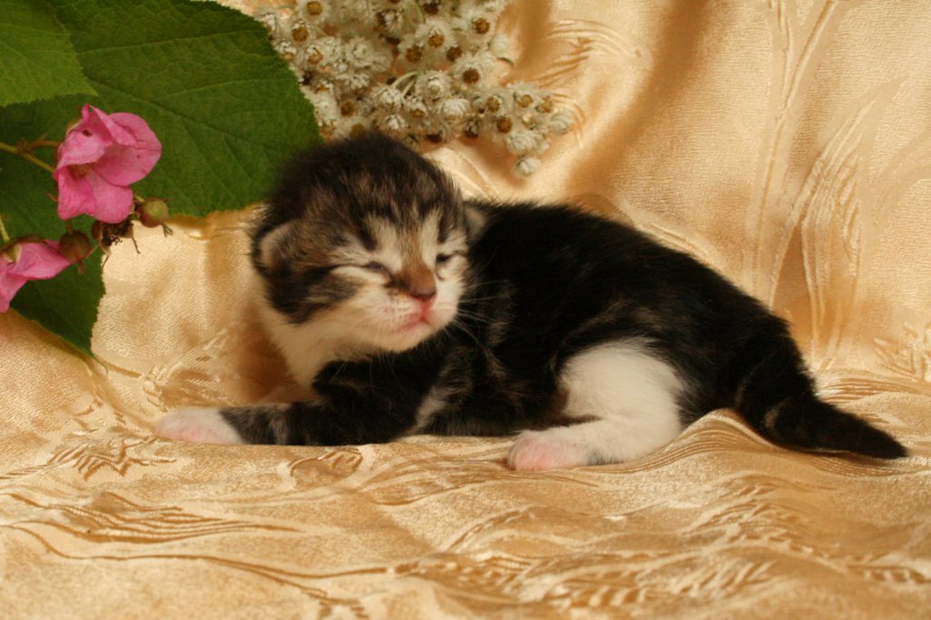 elisebabrownclassictabbygirlwithwhitesibn0922.jpg