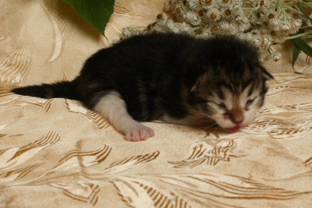 elisebabrownclassictabbygirlwithwhitesibn092210.jpg