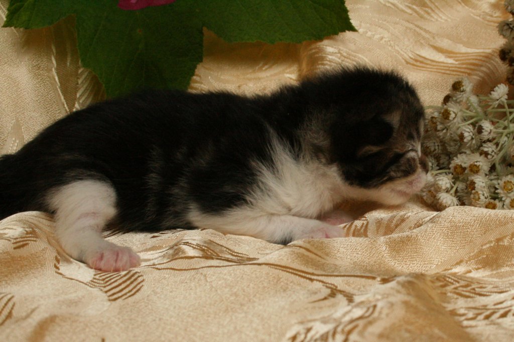 elisebabrownclassictabbygirlwithwhitesibn092212.jpg