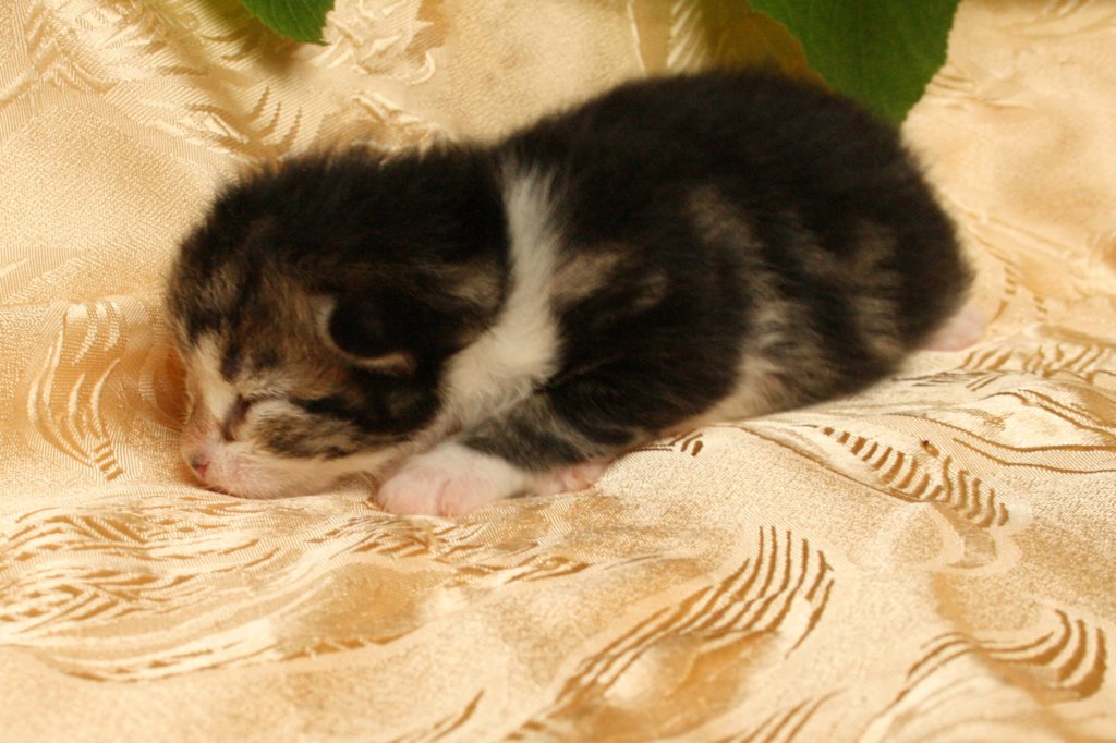 elisebabrownclassictabbygirlwithwhitesibn092217.jpg