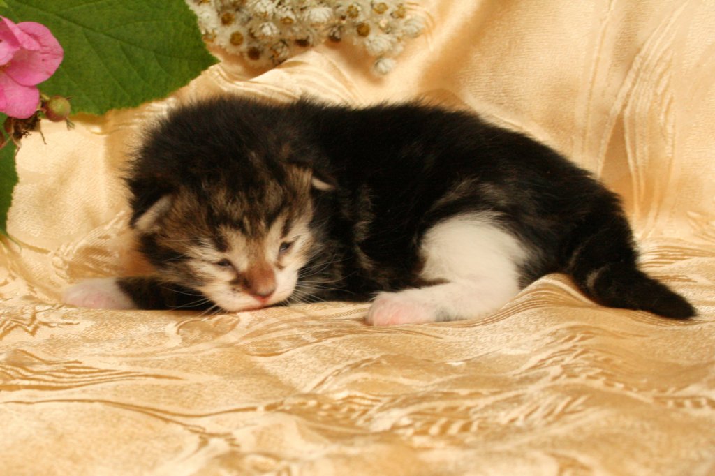 elisebabrownclassictabbygirlwithwhitesibn09225.jpg