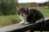 img_5161_small.jpg