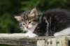 img_5246_small.jpg