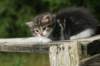 img_5249_small.jpg