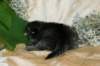 eunikebrownmackerelgirlsibn2310_small.jpg