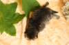eunikebrownmackerelgirlsibn2311_small.jpg