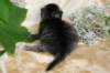 eunikebrownmackerelgirlsibn2312_small.jpg