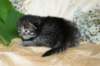 eunikebrownmackerelgirlsibn2313_small.jpg