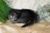 eunikebrownmackerelgirlsibn2314_small.jpg
