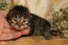 eunikebrownmackerelgirlsibn2317_small.jpg